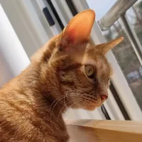 This is my cute cat.